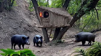 Building a Clay Shelter for Survival in a Wild Boar Den