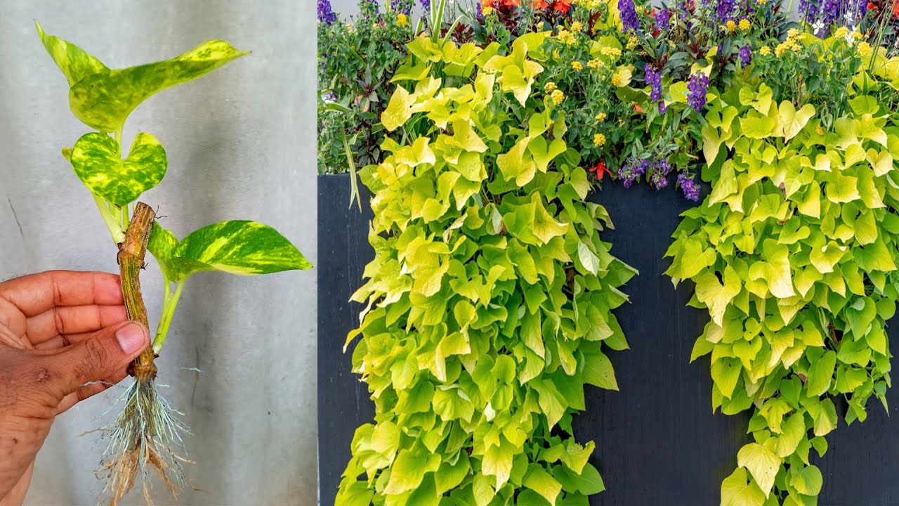 Money Plant Grow Simple Way With Aloe Vera and Onion, How to Grow Money