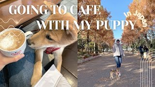 Going to Cafe With My Shiba Inu Puppy In Japan