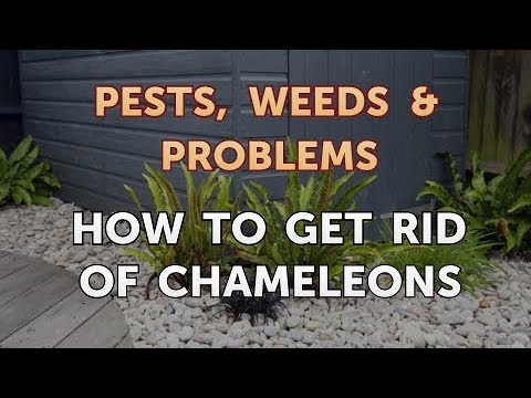 Video: Cum Se Elimină Serviciul „Chameleon”