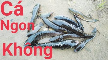 Thăm Lờ Cá Tập 4: Nước Rút Cá Chạy Lai Rai #fishing  @Hoàng-62