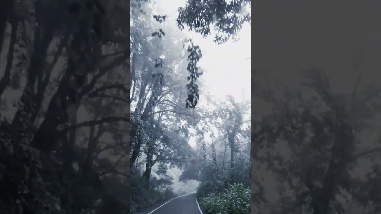 കാട്ടുവഴി പാതയിലെ മൂടൽമഞ് 😱😱#shortsfeed #shorts #viral #viralshorts #travel #trending #shortsviral