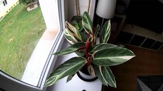 Stromanthe Triostar Stromanta