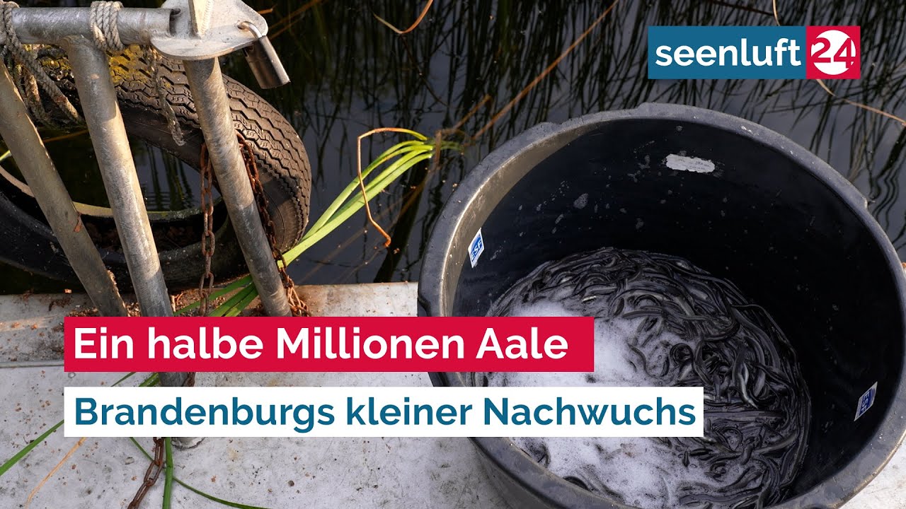 Jungaale bei Niemtsch freigelassen