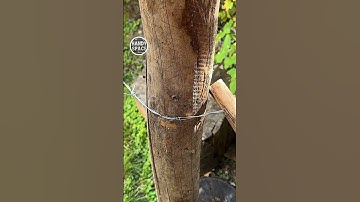 Easier Than Ever! Stick Trick for Barbed Wire Tension!
