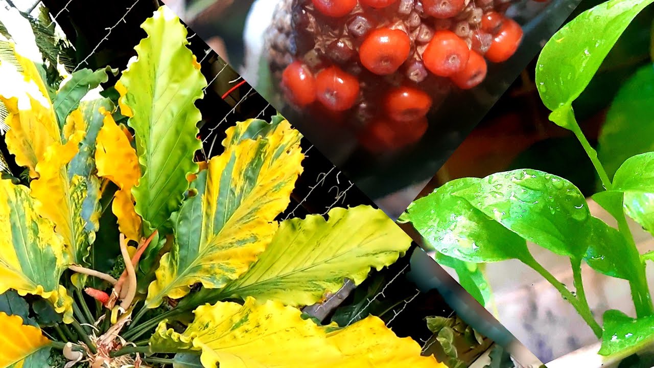 Anthurium Plowmanii Beginners Guide | Wave of Love Seed Propagation and  Result