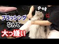 ブラッシング嫌いな愛猫をブラッシング