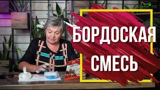 Рекомендації щодо використання бордоської рідини влітку