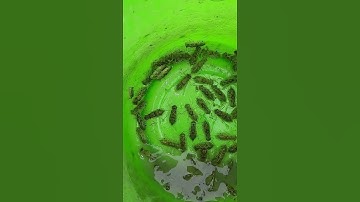 Cận cảnh ấu trùng chuồn chuồn #shorts