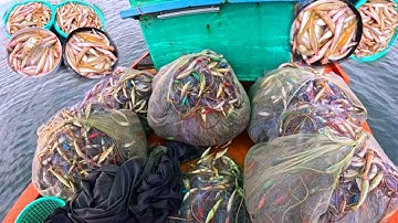 MAY MẮN TRÚNG CÁ ĐỤC | GIÁC LƯỚI HƠN 7 TRIỆU | lƯỚI CÁ ĐỤC 