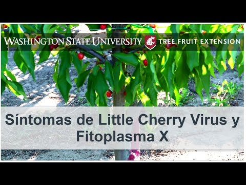 Video: ¿Qué es el Little Cherry Virus? Reconocer los síntomas de Little Cherry