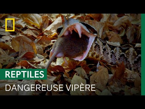 La technique de