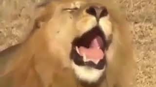 Video lucu hewan minta thr