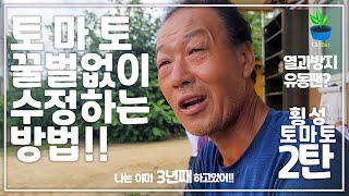 [토마토 2탄 ] 토마토 벌수정 없이 재배하는 방법!!! 유동팬이 200%활용법,토마토 열과발생 줄이는 법!!  #토마토