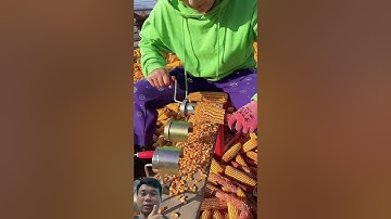 Simple tool but very effective in separating corn kernels. #satisfying #farming #agriculture #shorts