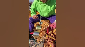 Simple tool but very effective in separating corn kernels. #satisfying #farming #agriculture #shorts