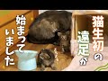 ついに…！✨️子猫全員産箱を飛び出してわちゃわちゃ遠足していました🤭💕 【保護猫活動】