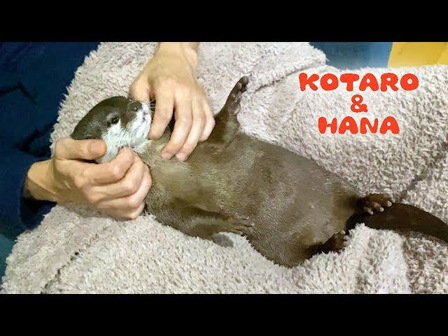 カワウソコタローとハナ　父ちゃんのマッサージに悶えるハナ　Otter Kotaro&Hana Its Time to Relax