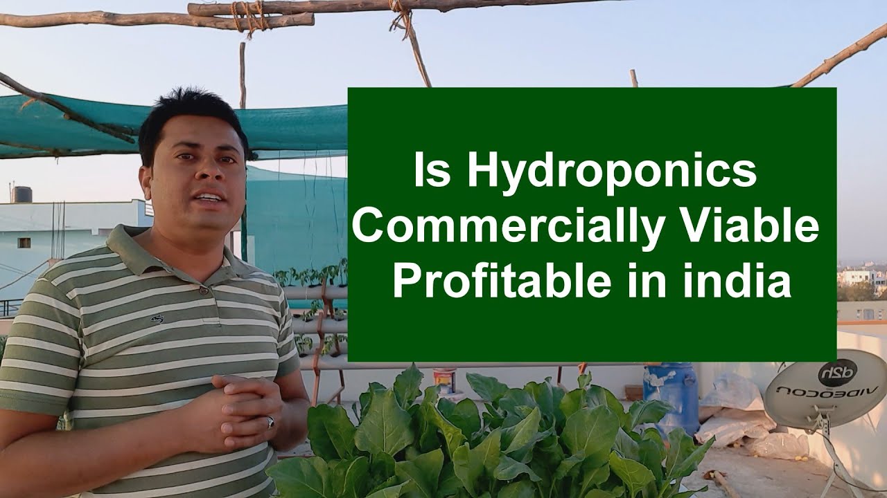 is Hydroponics Profitable in India as Commercial setup YouTube