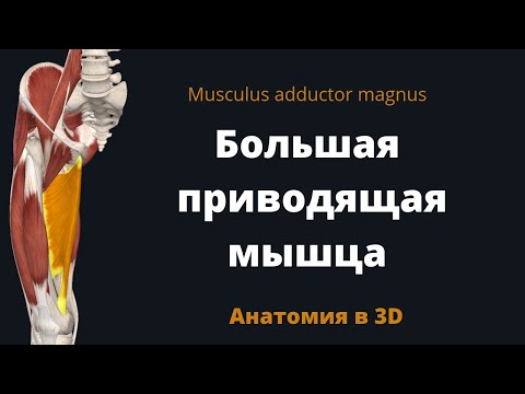 Большая приводящая мышца. Musculus adductor magnus. Краткая анатомия в 3D.