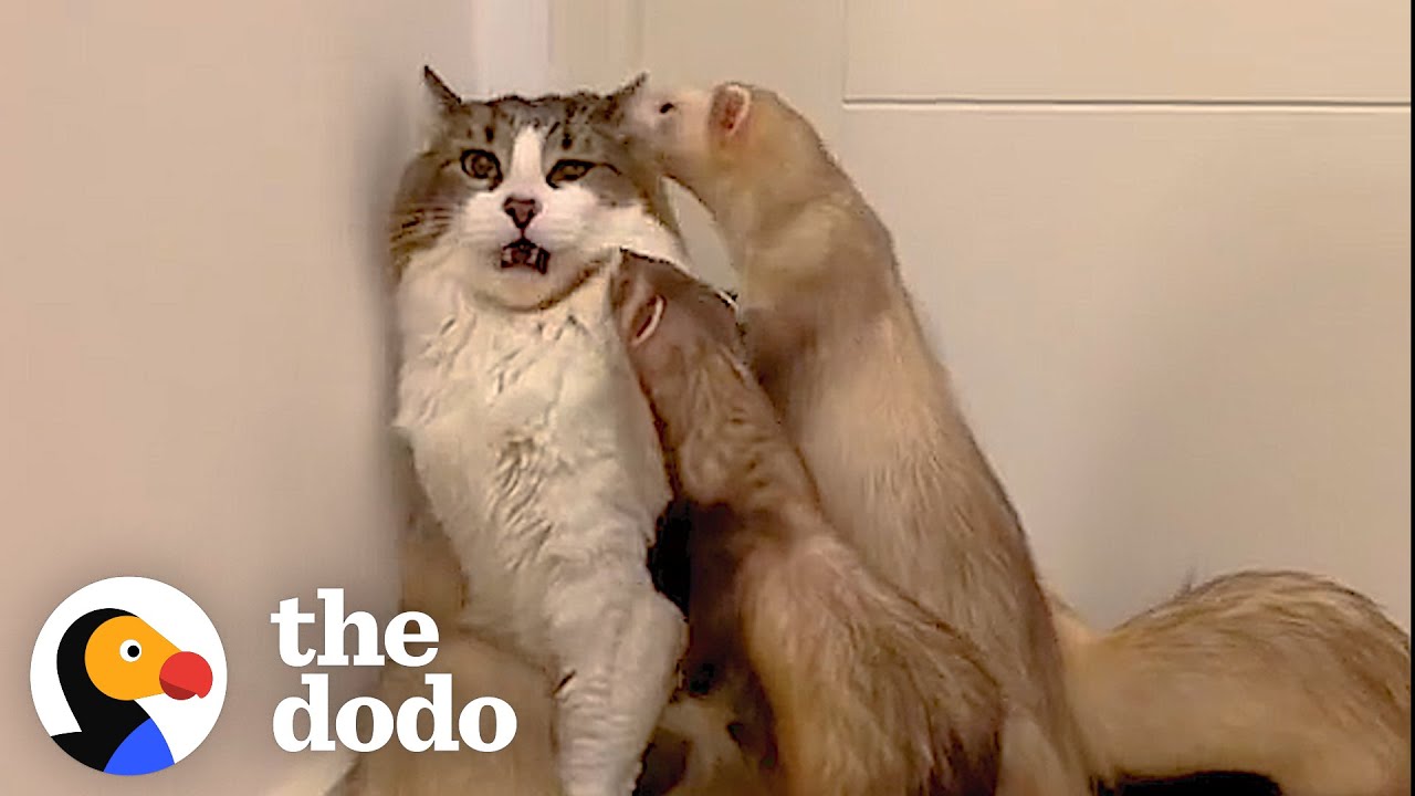 Can Cats Get along With Ferrets: Surprising Truths Revealed!