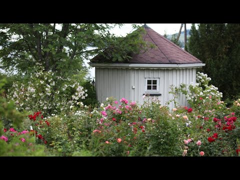 Video: Riktig stell og formering av sveitsiske osteplanter