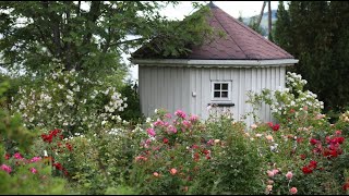 Hardfre Roser tips Og Rd Om Valg Stell Beskjring Og Formering