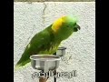 Tea paki arobi bashai ki shondor kota