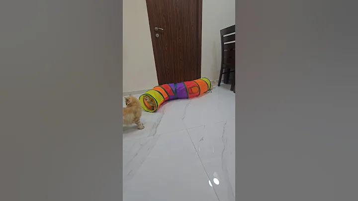 Watch the video about Cat Tunnel Kitten | Wajid Exotic Pets #ytshorts #cat #kitten #cattree #cattoys #kitty #explore #pets