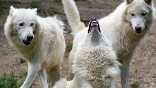 Scary Monster Growl Roar - Free Sound Effects For Youtube Videos Editing