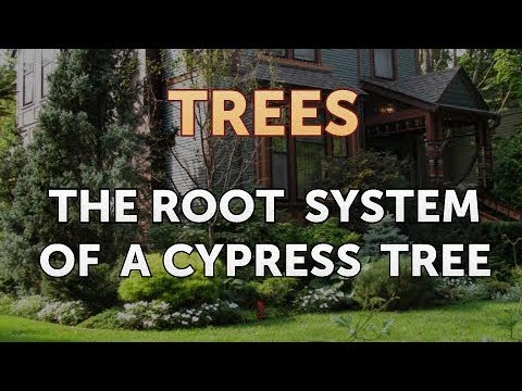 The Root System of a Cypress Tree