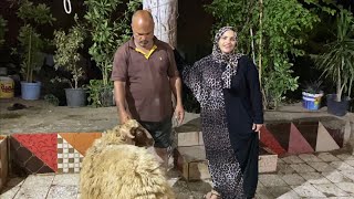 دبح الخروف من الالف للياء ابو مالك اللي دبحو👉السبب في الفيديو بس الموضوع مكملش👉بس خيرها في غيرها🙏🙏🙏