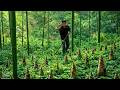 A Former Officer Leaves the City to Harvest Bamboo Shoots in the Forest
