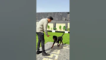 شوف طرزان كلب روت مدرب علي اعلا تدريب باسم هانط كلاب Dog Dogs Rottweiler روتوايلر 