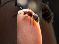 Nobody Knew Insects Looked Like This 🐜 #Macro #NatureDocumentary