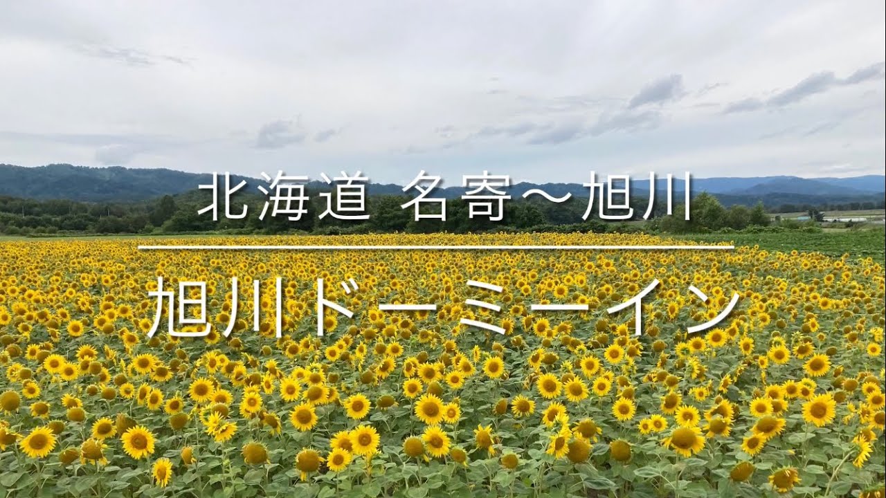 🔴北海道旭川周辺②🔴旭川ドーミーイン🌻ひまわり畑🌻名寄