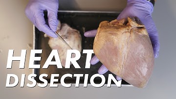 DISSECTING HEART , SCIENCE LESSON