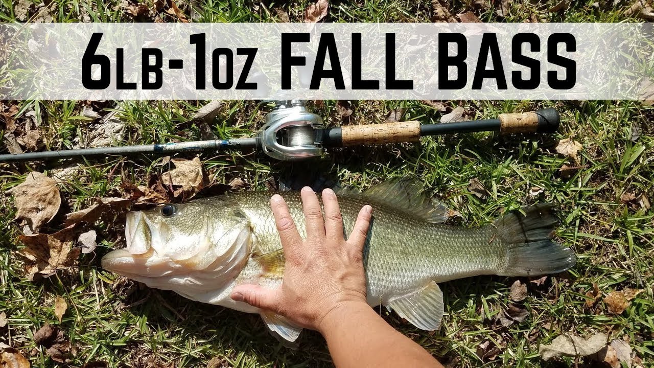 GIANT 6lb-1oz Fall Largemouth Bass Bank Fishing - Watch to the End!!! - YouTube