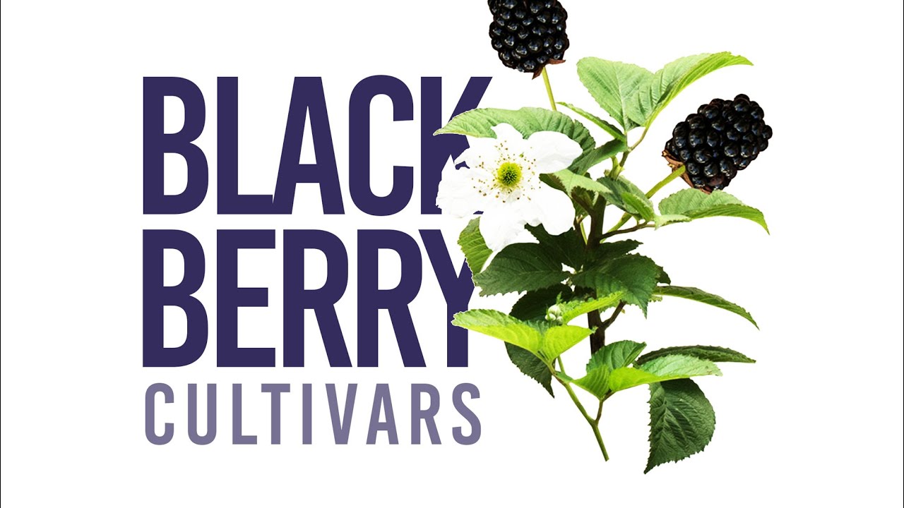 Blackberry Cultivars