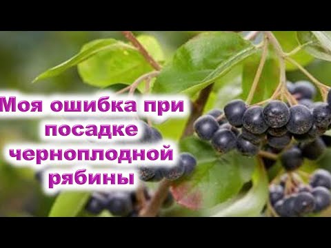 Видео: Какво растение се нарича 