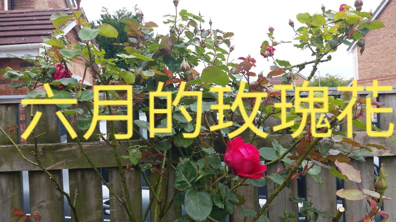种花 六月的玫瑰花 以及分享剪枝方法 种植的位置年6月14日 Youtube 种花 六月的玫瑰花 以及分享剪枝方法 种植的位置年6月14日 Youtube