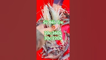 🦐 Thu mua Tôm Sú Oxy hàng bay ao đất khu vực Bến Tre 20c-260/250 30c-220/200 0947671249 #giathuysan