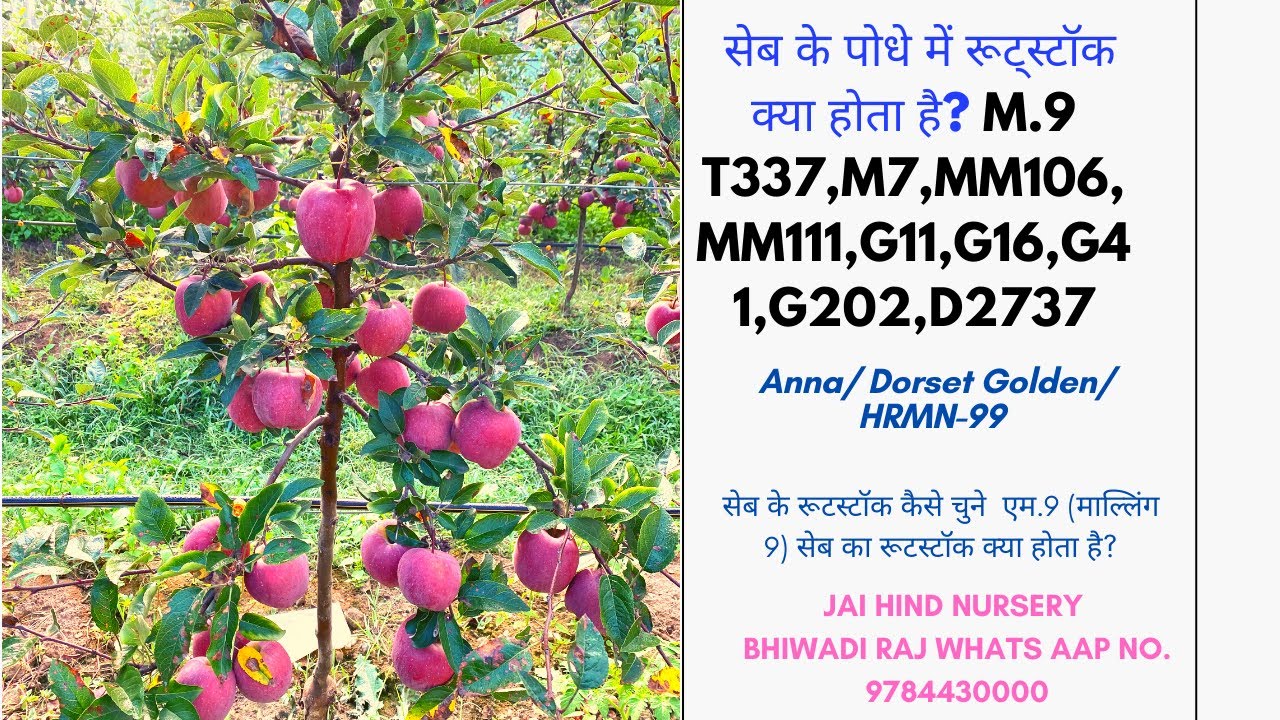 सेब के रूटस्टॉक कैसे चुने एम.9 सेब का रूटस्टॉक kya hota hai,  ANNA, GOLDEN DORSET and HRMN 99 #jhn