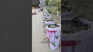 बिना खेत के खेती देसी बोरीया जुगाड़ से उगाओ शकरकंद आसानी से | #DesiInnovation #SmartFarming