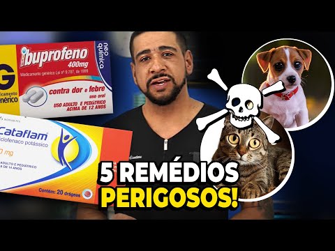 Vídeo: 5 cogumelos comuns que podem envenenar seu animal de estimação