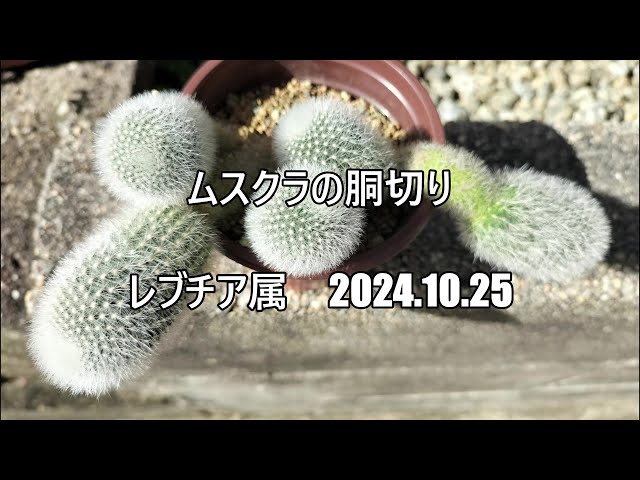 ムスクラの胴切り レブチア属 2024 10 25 - YouTube