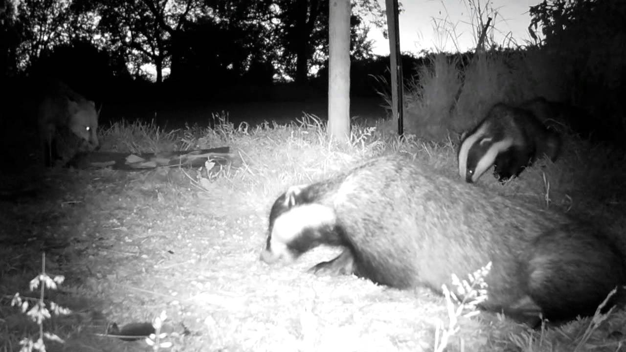 peanuts in spanish 09/06/2013 Badger tired of eating peanuts (with audio)