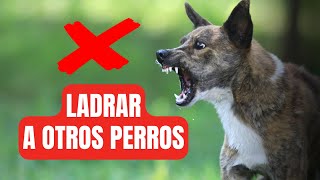 Qué hacer para que mi perro no LADRE a OTROS perros I Técnica MUY EFECTIVA