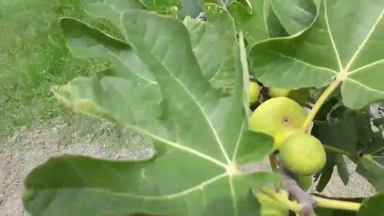 Fig tree at farm YouTube