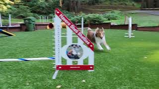 Shelties play in Agility Yard